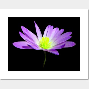 purple blooming flower, flowers, garden, blooms, violet Posters and Art